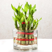 2 Layer Lucky Bamboo Plant Bare Rooted - Nainileaf