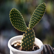 Opuntia Microdasys - Bunny Ear Cactus (Yellow) - Nainileaf