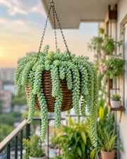 Sedum Burrito- (Burro's Tail) Donkey Tail Plant