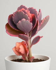 kalanchoe fedtschenkoi succulent Kalanchoe fedtschenkoi Plant – Nainileaf