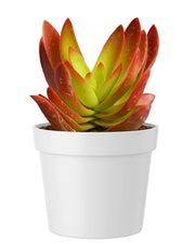 Crassula Campfire Plus Plant