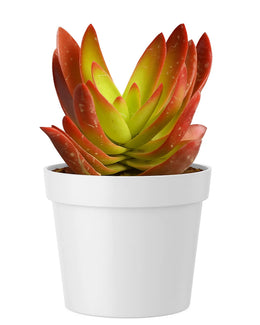 Crassula Campfire Plus Plant