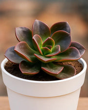 Echeveria Chroma Plant