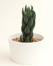 Haworthiopsis Coarctata Plant