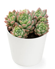 Echeveria Colorata Plant