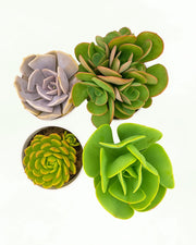 Assorted combo of 4 Echeverias
