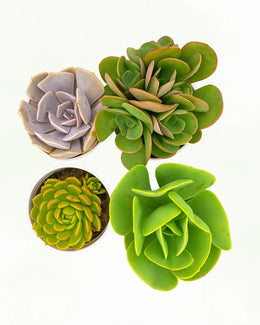 Assorted combo of 4 Echeverias