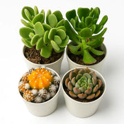 Assorted combo 3 of 4 succulents