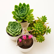 Assorted combo 4 of 4 Succulents