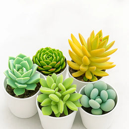 Assorted combo 3 of 5 Succulents