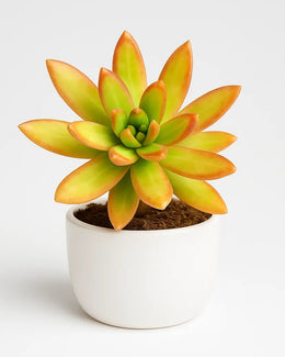 Sedum Nussbaumerianum- Adolphi Plant