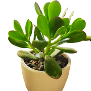 Crassula Ovata Plant (Kuberakshi Plant)