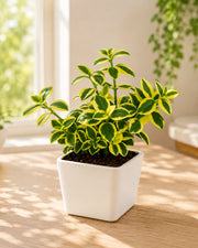Crassula Sarmentosa Plant