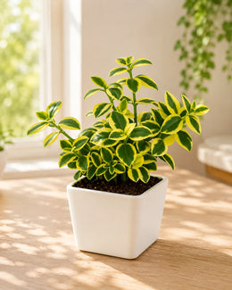 Crassula Sarmentosa Plant
