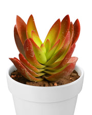 Crassula Campfire Plus Plant