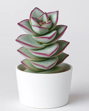 Crassula Conjuncta Plant