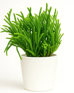 Crassula muscosa Plant