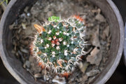 Maihueniopsis Cactus