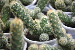 Lady finger Cacts Bare rooted) - Nainileaf