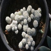 Thimble Cactus - Nainileaf