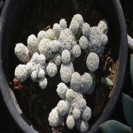 Thimble Cactus - Nainileaf