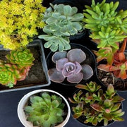 Combo of 8 Plants - Nainileaf