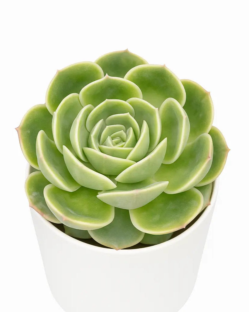 onslow succulent Echeveria Onslow Plant – Nainileaf