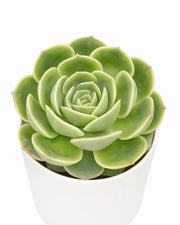 Echeveria Onslow Plant