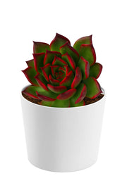 Echeveria Strictiflora Plant