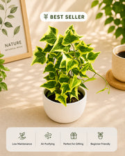 Air Purifier Collection
