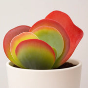Kalanchoe thyrsiflora Plant