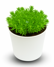 Gold Moss Sedum Grass Plant