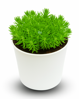 Gold Moss Sedum Grass Plant