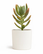 Graptosedum species Plant