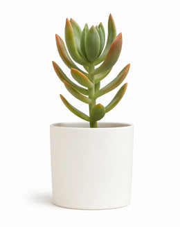 Graptosedum species Plant