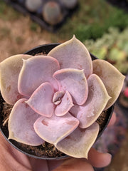 Echeveria PVN Plant