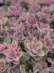 Echeveria PVN Plant