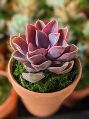 pvn succulent Echeveria PVN Plant – Nainileaf