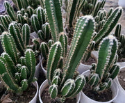 Acanthocereus Tetragonus 