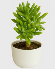 Jelly Bean Tree Plant