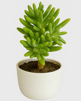 Jelly Bean Tree Plant