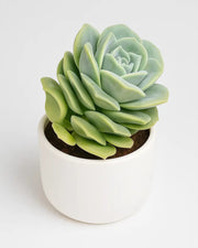 Graptoveria Lovely Rose Plant