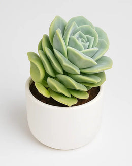 Graptoveria Lovely Rose Plant