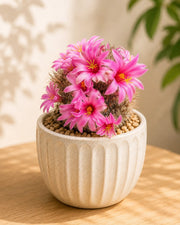 Mammillaria Longiflora Stampferi - Nainileaf