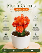 Moon Cactus - Orange Crown