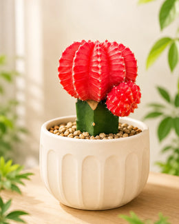 Moon Cactus - Orange Crown