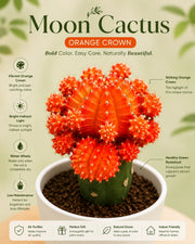 Moon Cactus - Orange Crown