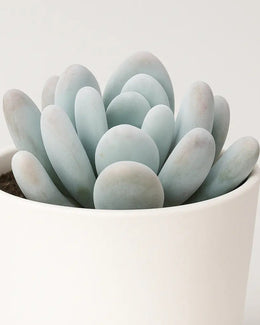 Pachyphytum Oviferum Moonstone Plant