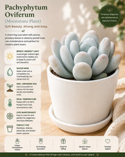 Pachyphytum Oviferum- Moonstone Plant