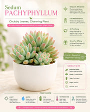 Sedum Pachyphyllum Plant